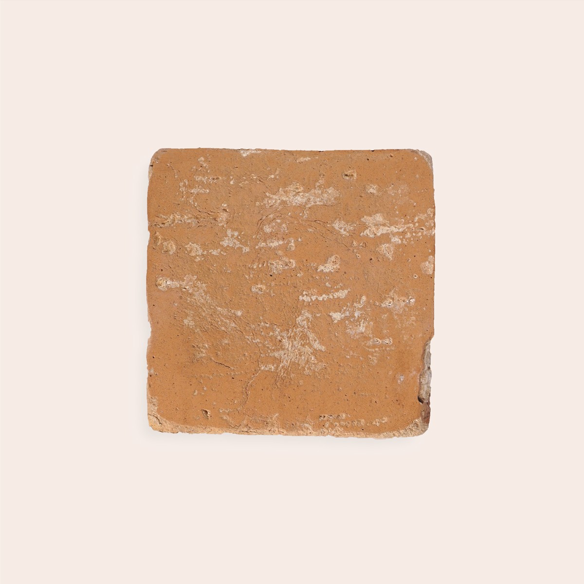 Oliva Rossa - 10 x 10 cm (Campione)